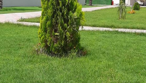 LİBYA  TRİPOLİ PEYZAÇ  ÇALIŞMASI